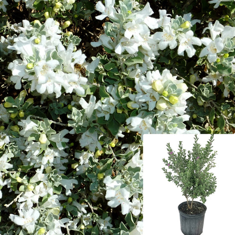 Leucophyllum Summer White 5Gallon Plant Texas Sage Plant Creeping Devil Plant Boston Ivy Plant Flower Live Plant Gr7