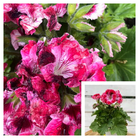 Geranium Martha Washington Purple Dark Pink Light Pink 1 Gallon Ht7 Lady Washington Geranium Plant Flower Liv