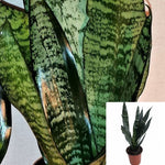 Black Robusta Snake Sansevieria Plant 6Inches Snake Mother In Law Tongue Live