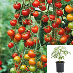 Tomato Super Sweet 100 Plant Solanum Lycopersicum Super Sweet Live Plant ht7 1 Gallon