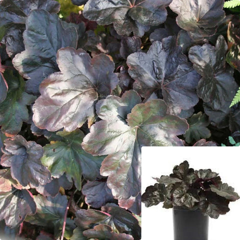 Heuchera Carnival Black Olive 1 Gallon Plants Coral Bells Alum Root Outdoor Live Plant Mr7