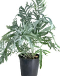 Fern Blue Star Plant 2Gallon Golden Polypody Plant Houseplant Live Plant Ht7