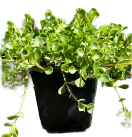 Sedum John Creech 1Gallon Pot Sedum Spurium Plant Succulent Outdoor + Live Plant Ho7