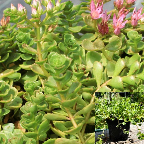 Sedum John Creech 1Gallon Pot Sedum Spurium Plant Succulent Outdoor + Live Plant Ho7