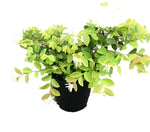 Loropetalum Chi Sizzling Pin 5 Gallon Plant Pink Chinese Fringe Flower Hamamelis Chinensis Live Plant Gr7 Ckt7