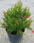 Punica Gran Nana Plant Dwarf Pomegranate 5 Gallon Live Plant Outdoor Fruit Tree