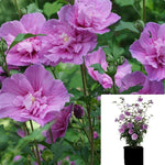 Hibiscus Syr Dark Lavender Chiffon 3Gallon Plant Rose Of Sharon Plant Hibiscus Syriacus Lavender Chiffon Flower Live Plant Ho7