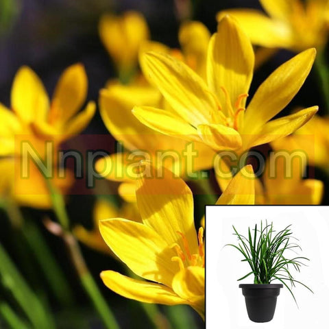 Zephyranthes Citrina plant  Zephyranthes Citrina Yellow Flower Fairy Lily Live Plant Outdoor  1Quart  Mr7