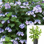 Hydrangea Es Twist Shout 3 Gallon Plant Endless Summer Twistn Bigleaf Garden Flower Live Plant Ho7