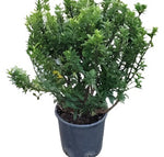 Euonymus Microphylla Plant Boxleaf Euonymus 5Gallon Plant Boxleaf Euonymus Plant Euonymus Microphylla Perennial Plant Po