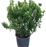 Ligustrum Texanum Tier 5Gallon Ligustrum Japanese Texanum White Texas Privet Texas White Plantgr7