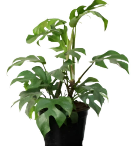 Philodendron Ginny Mini Monstera 8IN POT Plant Mini Monstera Premium Perenial Li ht7 Best