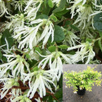 Loropetalum Chinense White 3 Gallon Plant Emerald Snow Chinese Fringe Flower Live Plant Gr7