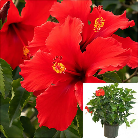 Hibiscus Brilliant 5 Gallon Rosa Sinensis Outdoor Live Plant Fr7