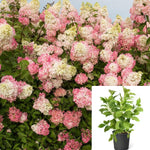 Hydrangea Fe Berry White 3 Gallon Plant Panicle Peegee Paniculata Renba Flower Live Plant Ho7