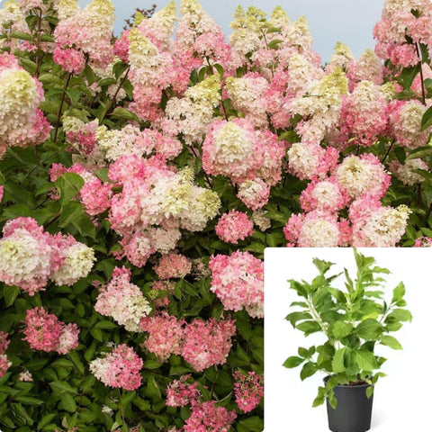 Hydrangea Fe Berry White 3Gallon Plant Panicle Hydrangea Plant Peegee Hydrangea Plant Hydrangea Paniculata Renba Flower Live Plant Ho7