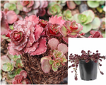 Sedum Dragon Blood Varrigated 1 Gallon Plant Phedimus Spurius Schorbuser Blut Palnt Succulent Live Plant Gr7