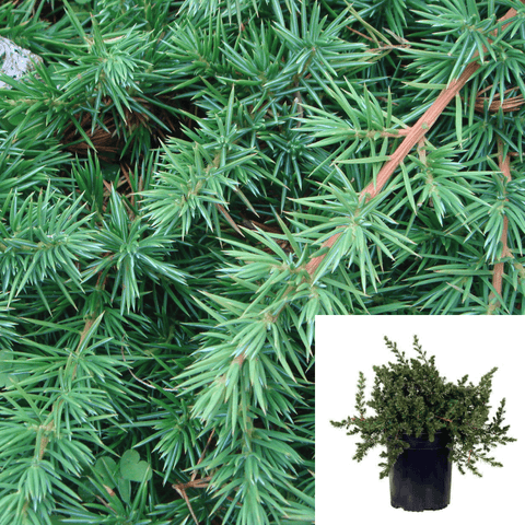 Juniperus Conferta Blue Pacific 1Gallon Juniperus Chinensis Conferta Blue Pacific Plant Shore Juniper Live Plant Outdoor Mr7