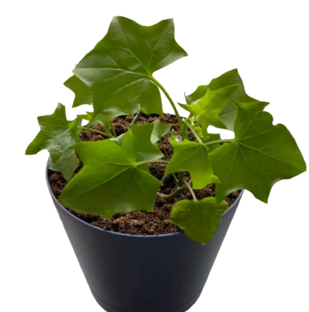Delairea odorata Plant German flower vine Cape Ivy Live Plant NONEDIBLE 4  inches pot