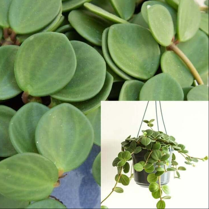 NNplant California Plant