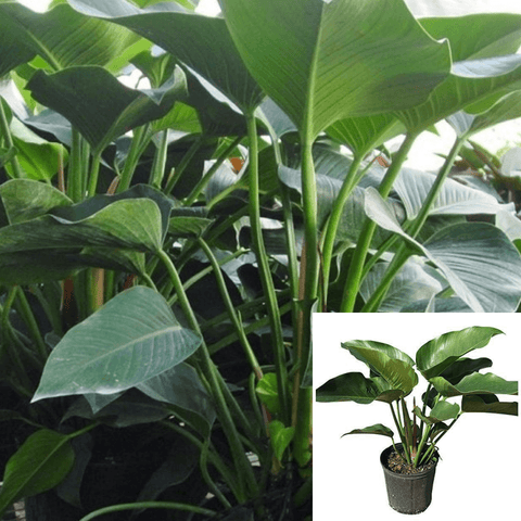Green Congo Indoor Philodendron Large Leaf 2 Gallon Pot 2-3 Ft Tall Pl –  NNplant