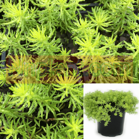 succulent angelina Sedum Angelina 1 Gallon Sedum Succulent Rupestre Angelina Live Plant H –  NNplant