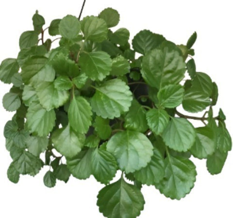 Swedish Ivy Green Plectranthus creeping green hanging Begonia Live pla –  NNplant