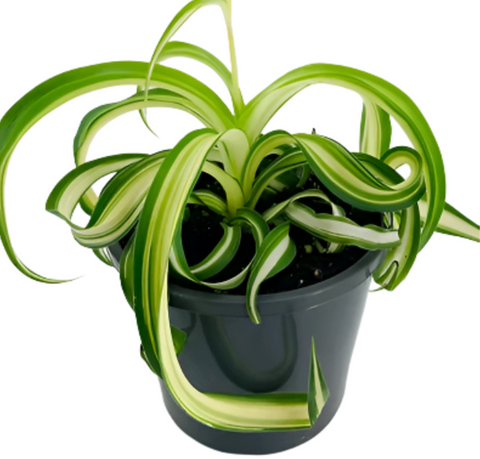 Curly Spider 4 inches Plant Spider Ivy Plant Ribbon Plant Live plant H   NNplant