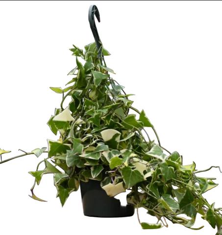 wax ivy succulent Senecio macroglossus (Variegated Wax Ivy) 4