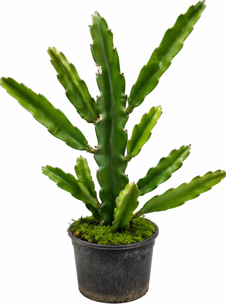 Dragon Fruit Pitaya pitahaya epiphytic cactus Selenicereus undatus cli –  NNplant