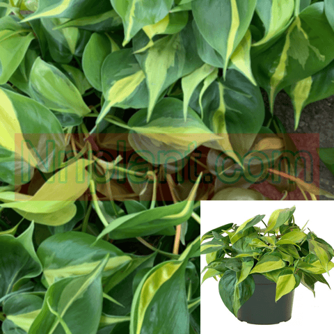 Philodendron hederaceum BRASIL