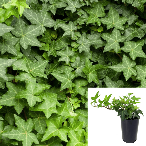 Ivy English 6 Packs Of 2 Inches Pot Green Hahns Ivy Live Plant Ground –  NNplant