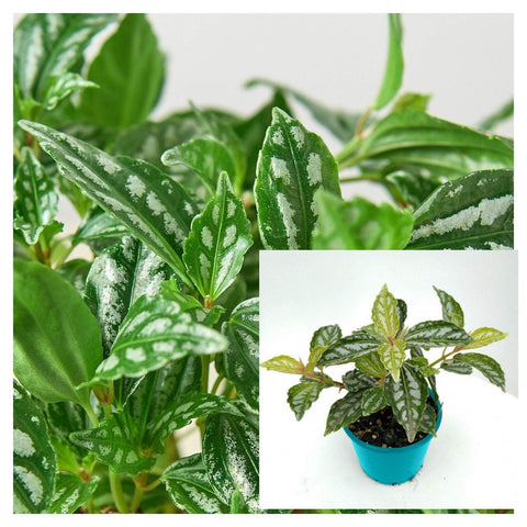 pilea aluminium plant Pilea Aluminum Silver 4 inches Pot Foliage Live Plant Pilea Cadierei A –  NNplant