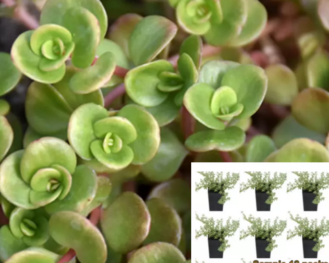 sedum coral reef succulent Sedum Coral Reef Plant Chinese 12Pack Of 2In Tetractinum – NNplant