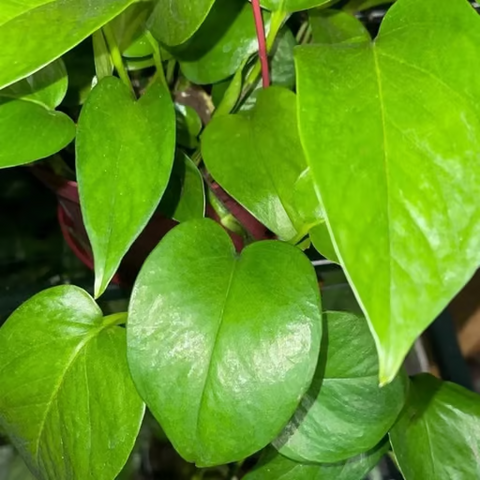 10 Cuttings Pothos Green Plant Epipremnum aureum pothos green Pothos L –  NNplant