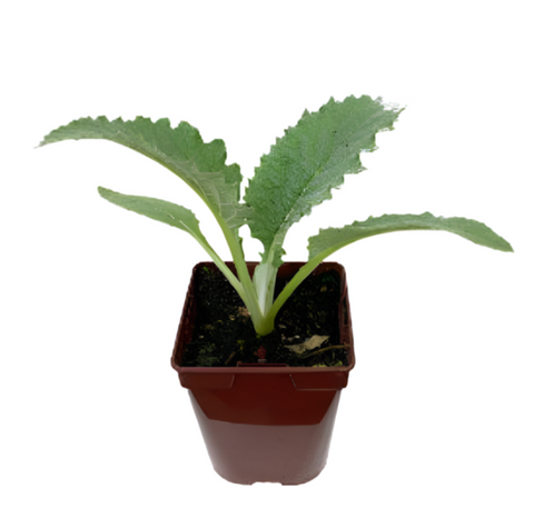 Artichoke 4 inches pot Plant Winter Grow Artichoke Global Green Veggie –  NNplant