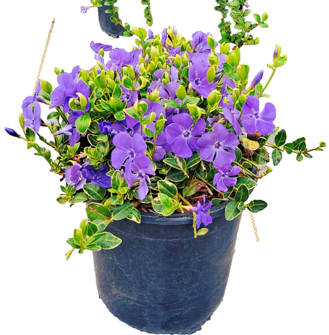 periwinkle plant in pot Vinca Minor Variegata 4 inches pot Variegated white blue flower Periwinkle  plant