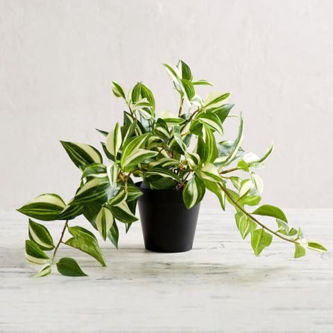 25 CUTTINGS Variegated Jew Yellow Green Tradescantia Fluminensis Plant –  NNplant