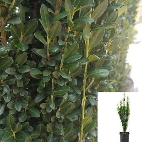 Ilex Crenata Sky Pencil 7 Gallon Plant Japanese Holly Live Plant Ho7