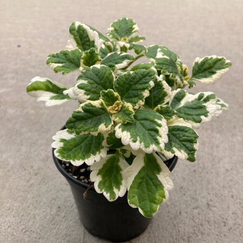 Variegated Swedish Ivy Plectranthus