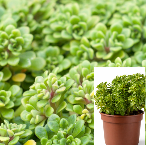 ground cover succulent plants Aeonium Irish Bouquet ground cover Succulent live plant 4 inches pot – NNplant
