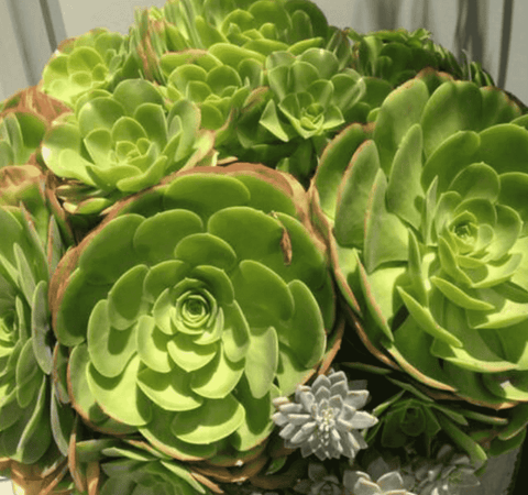 saucer plant succulent 10 Cuttings Aeonium urbicum Salad Bowl Saucer Succulent Plant Not Rooted
