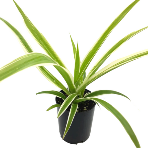 spider plant succulent Spider Variegated Plant 4 inches Chlorophytum Comosum succulent Live P –  NNplant