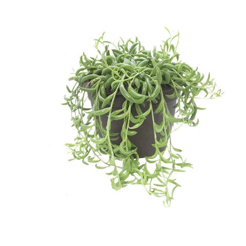 banana succulents String Of Bananas 4 inches pot Curio Radicans banana Succulents Live P –  NNplant