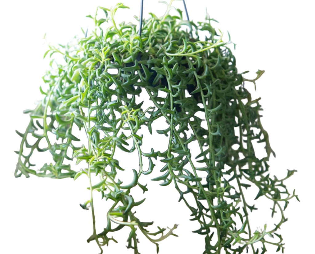 live hanging succulents 10 cuttings String Of Flying Dolphins Hanging Succulents 3 inches Long – NNplant