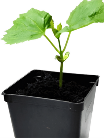 planting bitter melon in pots Bitter Melon Hybrid India Baby 4 inches pot Momordica Charantia live p – NNplant