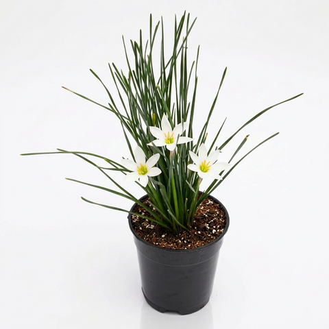 Grass Zephranthes Candida 4 inches Plant Fairy Lily Zephyranthes Grass ...
