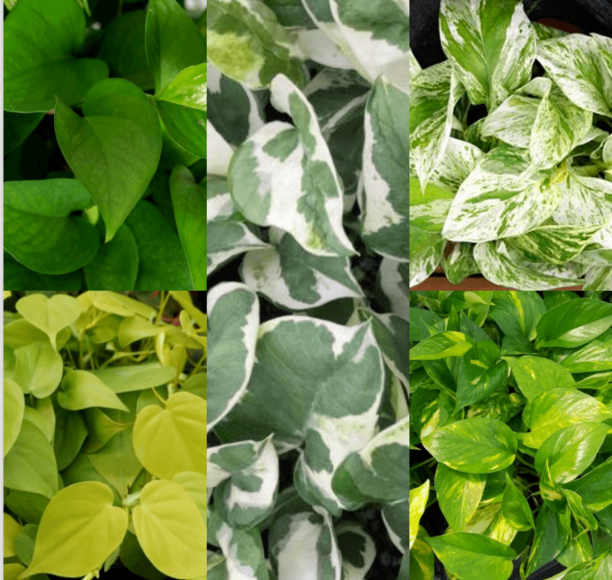 neon marble queen pothos 20 Cuttings 4type Marble Queen Snow , Golden , Green , Neon pothos liv – NNplant