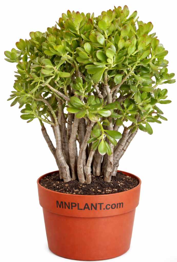 money tree on sunset Crassula Ovata sunset orange Money Lucky Friendship tree live plant 1 – NNplant