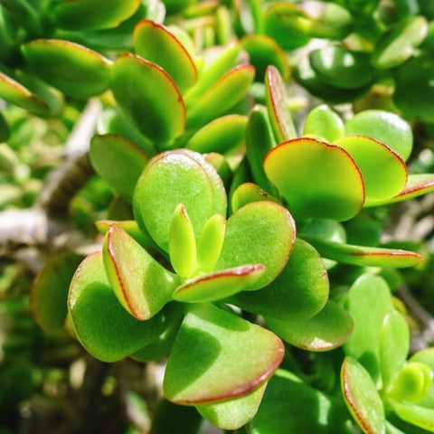 succulent pine 20 Cuttings Crassula Jade Succulent Miniature Pine Crassula Tetragona –  NNplant